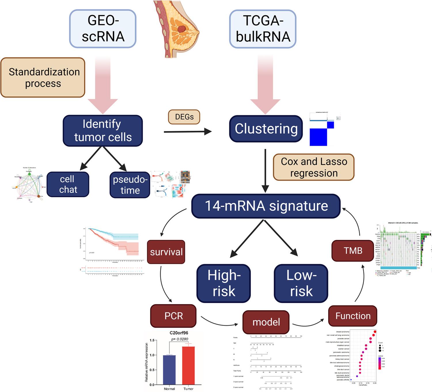 Development of a novel prognostic signature based on single-cell combined bulk RNA analysis in breast cancer