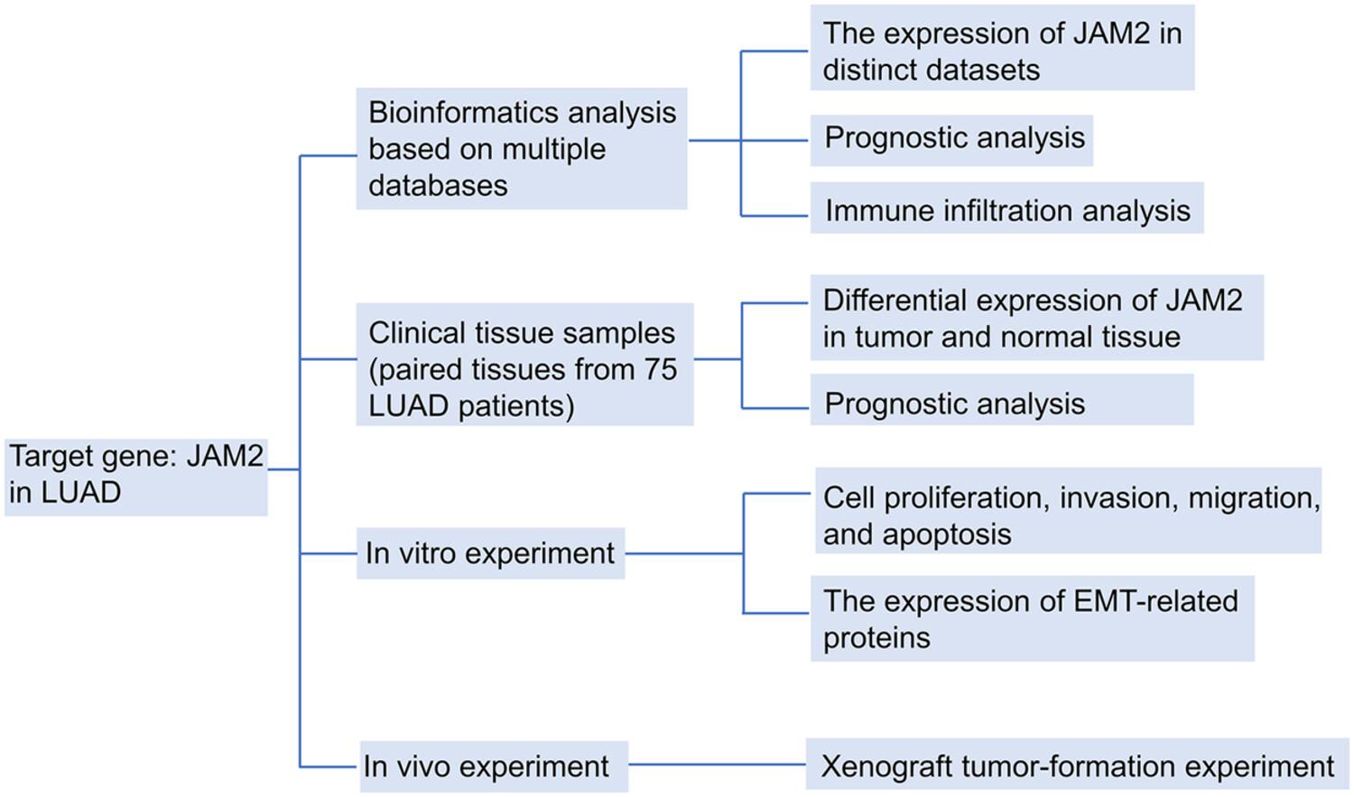 JAM2 is a prognostic biomarker and inhibits proliferation, metastasis and epithelial–mesenchymal transition in lung adenocarcinoma