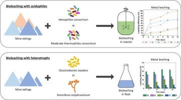 Bioleaching for metals removal from mine tailings flotation fractions