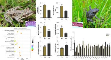 Comparative skin histological and transcriptomic analysis of Rana kukunoris with two different skin colors