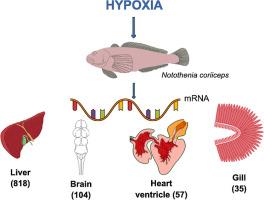 The hypoxia response pathway in the Antarctic fish Notothenia coriiceps is functional despite a poly Q/E insertion mutation in HIF-1α