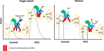 SERCA-1 conformational change exerted by the Ca2+-channel blocker diltiazem affects mammalian skeletal muscle function