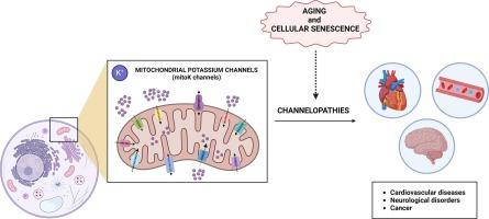 Role of mitochondrial potassium channels in ageing