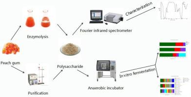 Studies of peach gum polysaccharide on gut microbiota in vitro fermentation by human feces