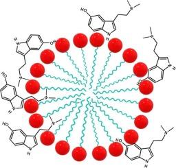 Spectroscopic behavior of bufotenine and bufotenine N-oxide: Solvent and pH effects and interaction with biomembrane models