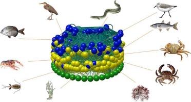 Short food chains, highly diverse and complex food web networks in coastal lagoons