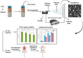 Poly(vinyl alcohol) /Alginate nanofibrous mats containing Malva Sylvestris extract: Synthesis, characterization, in vitro and in vivo assessments for burn wound applications