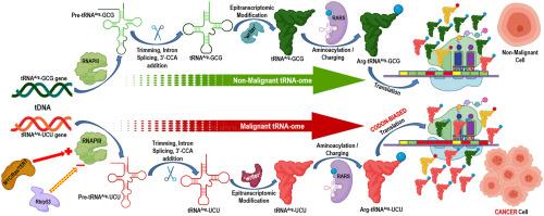 The ‘Not-So-Famous Five’ in tumorigenesis: tRNAs, tRNA fragments, and tRNA epitranscriptome in concert with AARSs and AIMPs