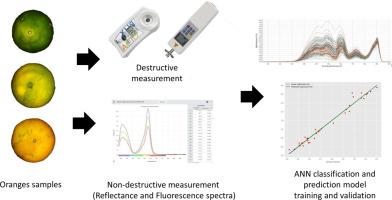 Developing a prediction method for physicochemical characteristics of Pontianak Siam orange (Citrus suhuiensis cv. Pontianak) based on combined reflectance-Fluorescence spectroscopy and artificial neural network