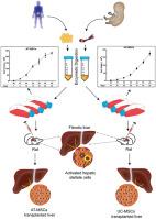 Adipose Tissue and Umbilical Cord Tissue: Potential Sources of Mesenchymal Stem Cells for Liver Fibrosis Treatment