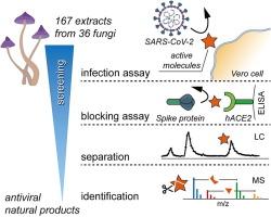 Screening and identifying natural products with SARS-CoV-2 infection inhibitory activity from medicinal fungi