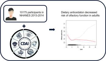 Composite Dietary Antioxidant Index is negatively associated with olfactory dysfunction among adults in the United States: A cross-sectional study