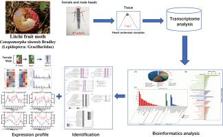 Identification and characterization of circadian clock genes in the head transcriptome of Conopomorpha sinensis Bradley