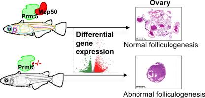 Methylosome protein 50 is necessary for oogenesis in medaka