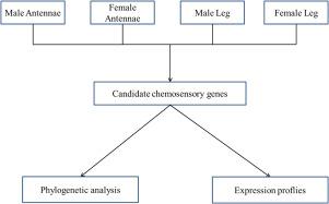 Identification and sex expression profiles of candidate chemosensory genes from Atherigona orientalis via the antennae and leg transcriptome analysis