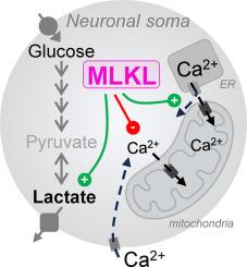 MLKL overexpression leads to Ca2+ and metabolic dyshomeostasis in a neuronal cell model