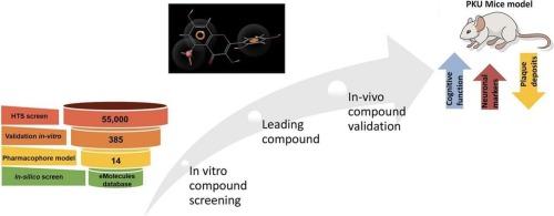 Targeting phenylalanine assemblies as a prospective disease-modifying therapy for phenylketonuria