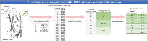 Chagasin from Trypanosoma cruzi as a molecular scaffold to express epitopes of TSA-1 as soluble recombinant chimeras