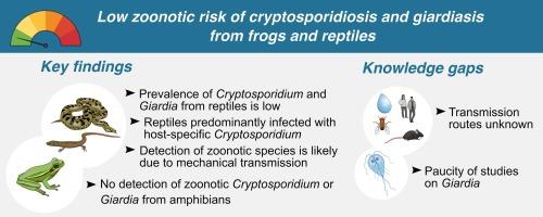 Minimal zoonotic risk of cryptosporidiosis and giardiasis from frogs and reptiles