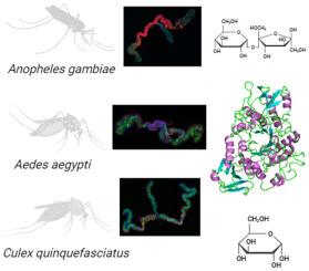 Structural and functional comparisons of salivary α-glucosidases from the mosquito vectors Aedes aegypti, Anopheles gambiae, and Culex quinquefasciatus