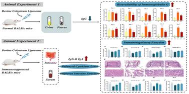 Effect of bovine colostrum liposomes on the bioavailability of immunoglobulin G and their immunoregulatory function in immunosuppressed BALB/c mice†