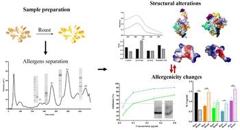 The structure and potential allergenicity of peanut allergen monomers after roasting†