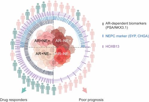 Upcycling HOXB13: enhancing prostate cancer detection with a novel antibody†