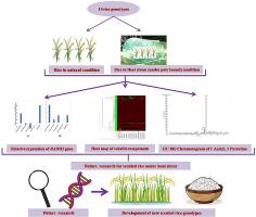 Effect of high temperature stress on metabolome and aroma in rice grains