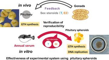 Evaluation of fish pituitary spheroids to study annual endocrine reproductive control