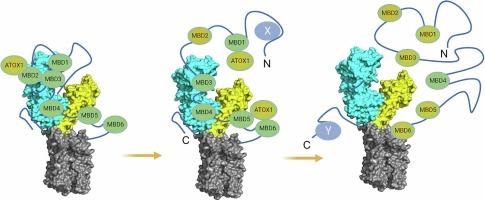 Structure and mechanism of the human copper transporting ATPases: Fitting the pieces into a moving puzzle