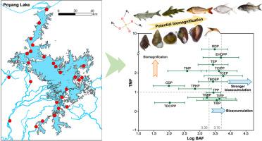 Water temperature governs organophosphate ester dynamics in the aquatic food chain of Poyang Lake