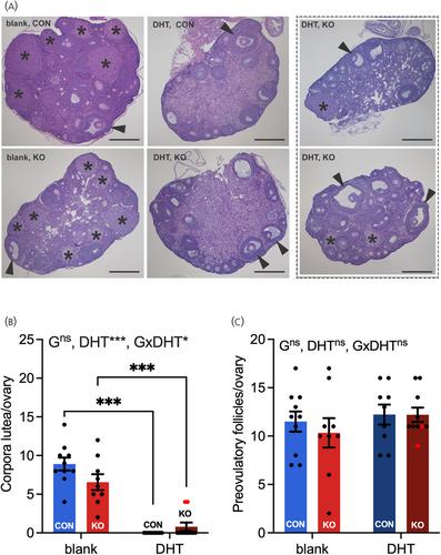 Androgen receptor actions on AgRP neurons are not a major cause of reproductive and metabolic impairments in peripubertally androgenized mice