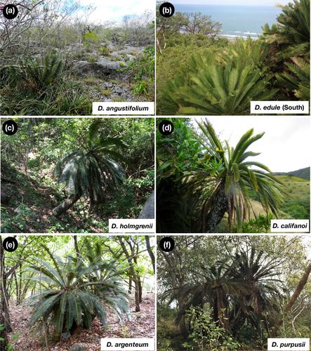 Evolutionary and ecological trends in the Neotropical cycad genus Dioon (Zamiaceae): An example of success of evolutionary stasis