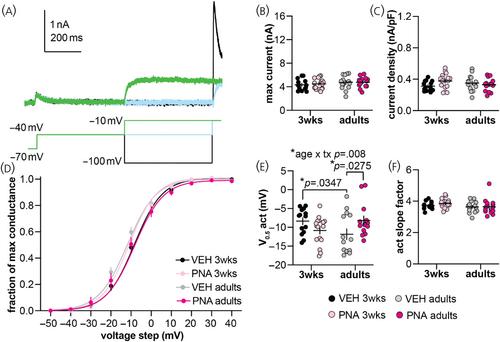 Development and prenatal exposure to androgens alter potassium currents in gonadotropin-releasing hormone neurons from female mice