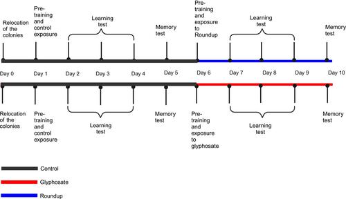 Effects of glyphosate and glyphosate-based herbicide on learning and memory of the buff-tailed bumblebee (Bombus terrestris)