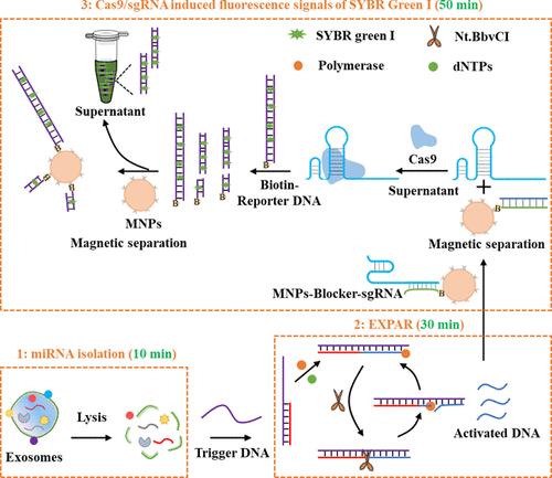 Exponential Amplification-Induced Activation of CRISPR/Cas9 for Sensitive Detection of Exosomal miRNA