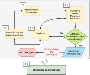 Building blocks needed for mechanistic modeling of bioprocesses: A critical review based on protein production by CHO cells