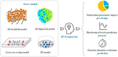 Assessing bioartificial organ function: the 3P model framework and its validation†