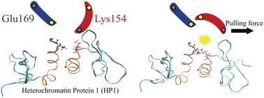 Enhanced HP1α homodimer interaction via force-induced salt bridge formation: implications for chromatin crosslinking and phase separation†