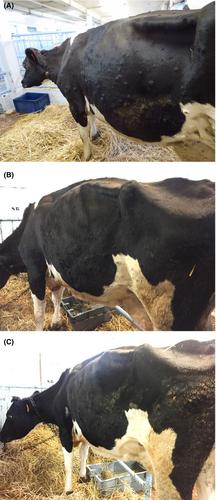 Clinical, pathologic, and molecular characterization of a non-metastatic multicentric cutaneous mast cell tumor in a cow