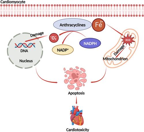 Cardiovascular disease burden in patients with urological cancers: The new discipline of uro-cardio-oncology