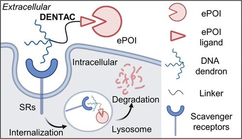 Targeted Extracellular Protein Degradation by Dendronized DNA Chimeras