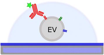 Extracellular vesicle analysis in supramolecular 3D hydrogels: a proof-of-concept†