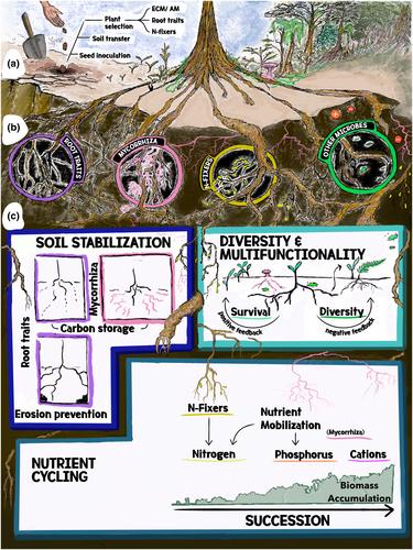 Belowground foundations of tropical forest restoration