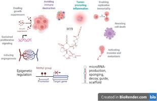 Epigenetic modulation of long noncoding RNA H19 in oral squamous cell carcinoma-A narrative review