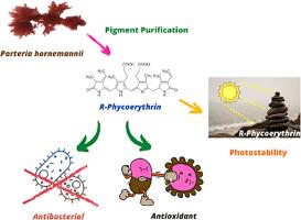 Reliable quality of R-phycoerythrin derived from Portieria hornemannii for effective antioxidant, antibacterial, and anticancer activity