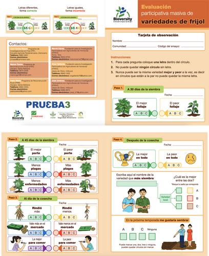 Group-based and citizen science on-farm variety selection approaches for bean growers in Central America