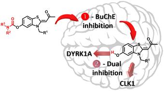 Design, synthesis and preliminary biological evaluation of rivastigmine-INDY hybrids as multitarget ligands against Alzheimer's disease by targeting butyrylcholinesterase and DYRK1A/CLK1 kinases†