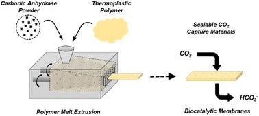 Melt stability of carbonic anhydrase in polyethylene oxide for extrusion of protein–polymer composite materials†