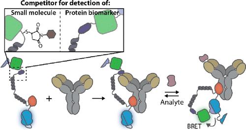 Turning Antibodies into Ratiometric Bioluminescent Sensors for Competition-Based Homogeneous Immunoassays